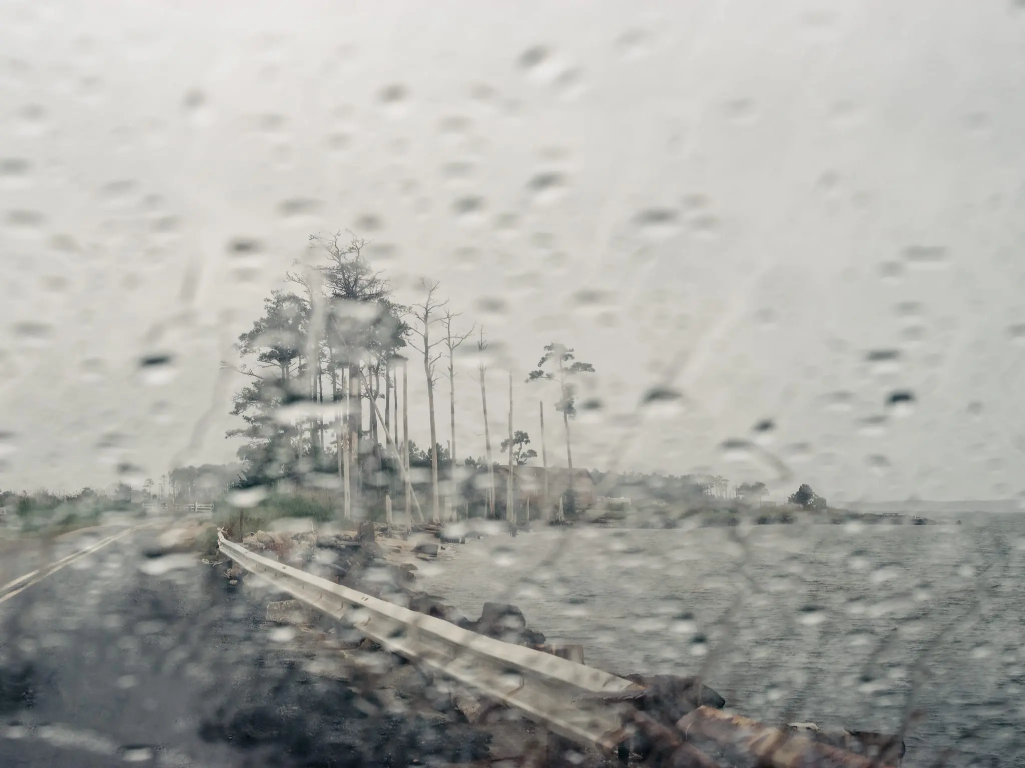 Trees slowly die off from an intruding bay at Ragged Point, Md.