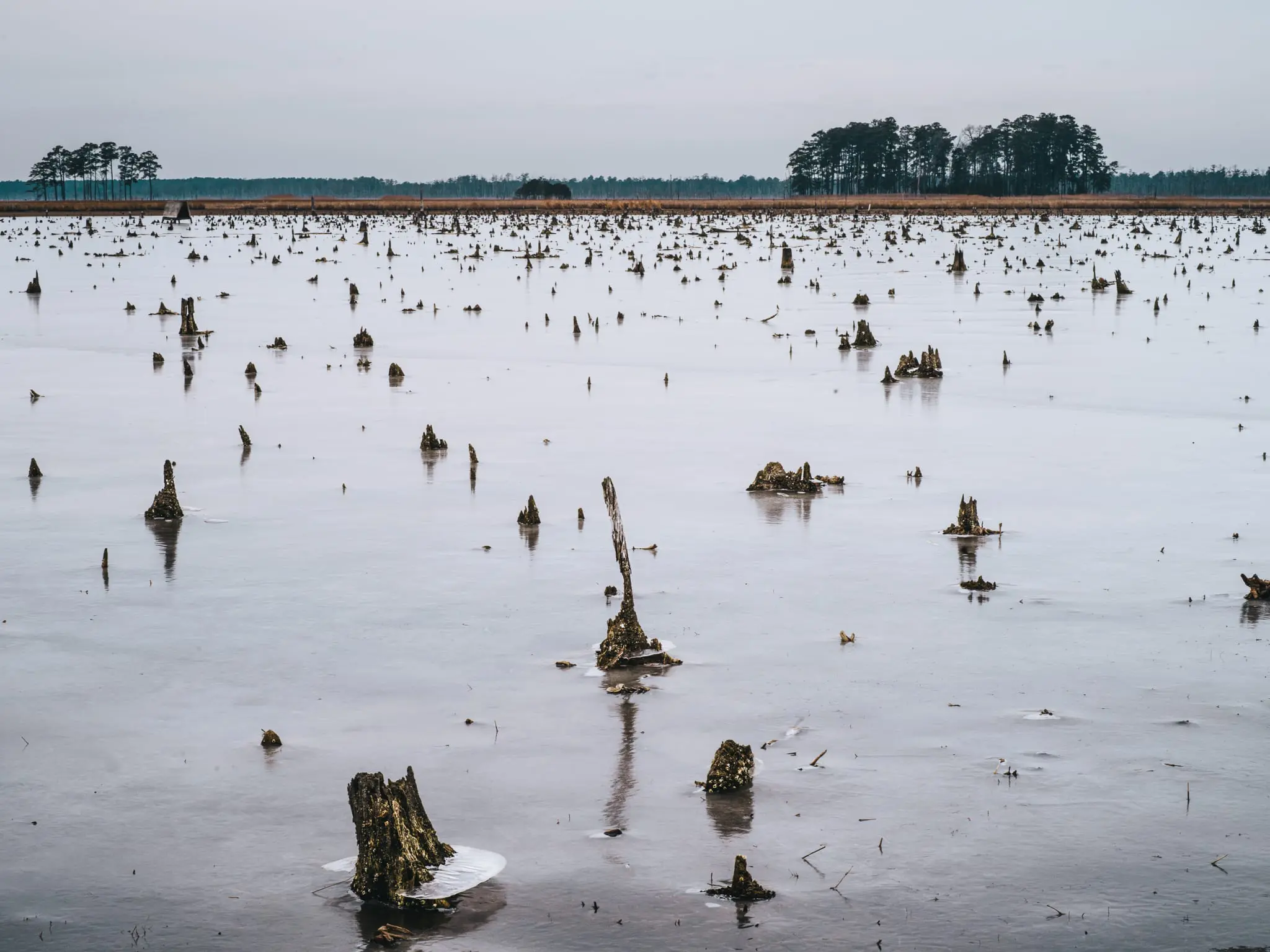 Stumps from trees now gone are visible in open water surrounding Blackwater NWR.