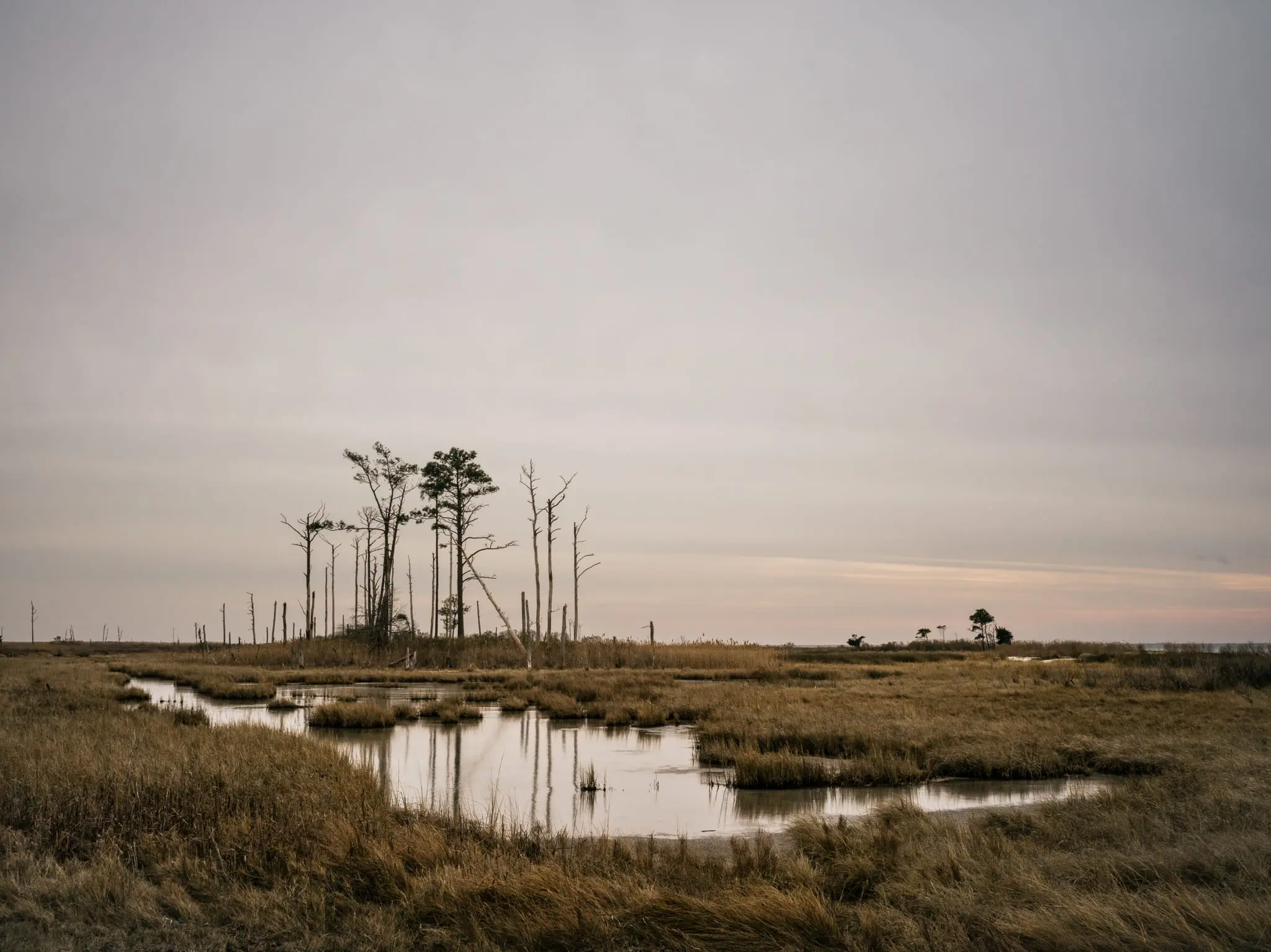 Dead trees show the effects of salt water intruding on marsh in Hoopersville.