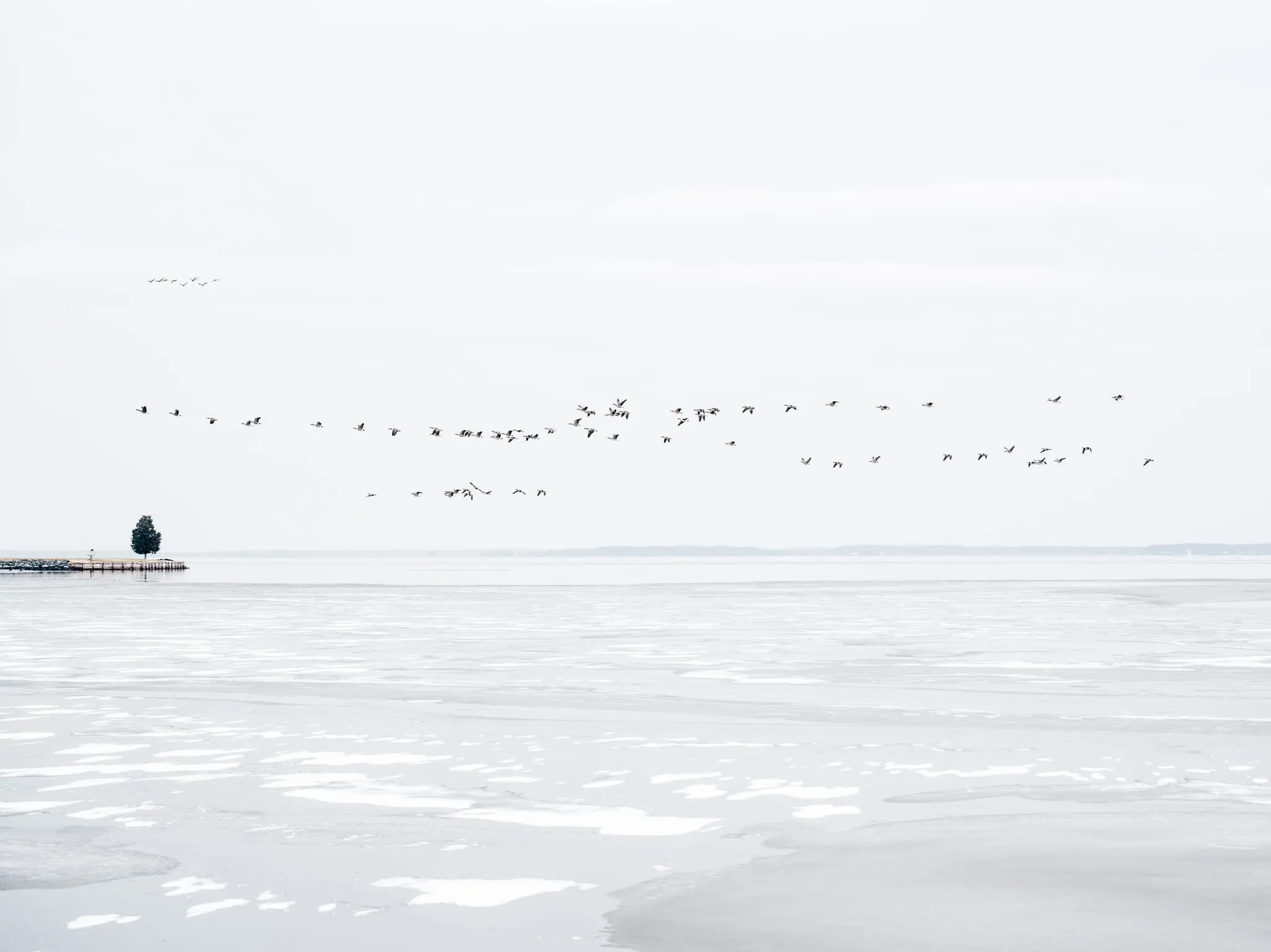 Canadian Geese fly over frozen water in the Chesapeake Bay.
