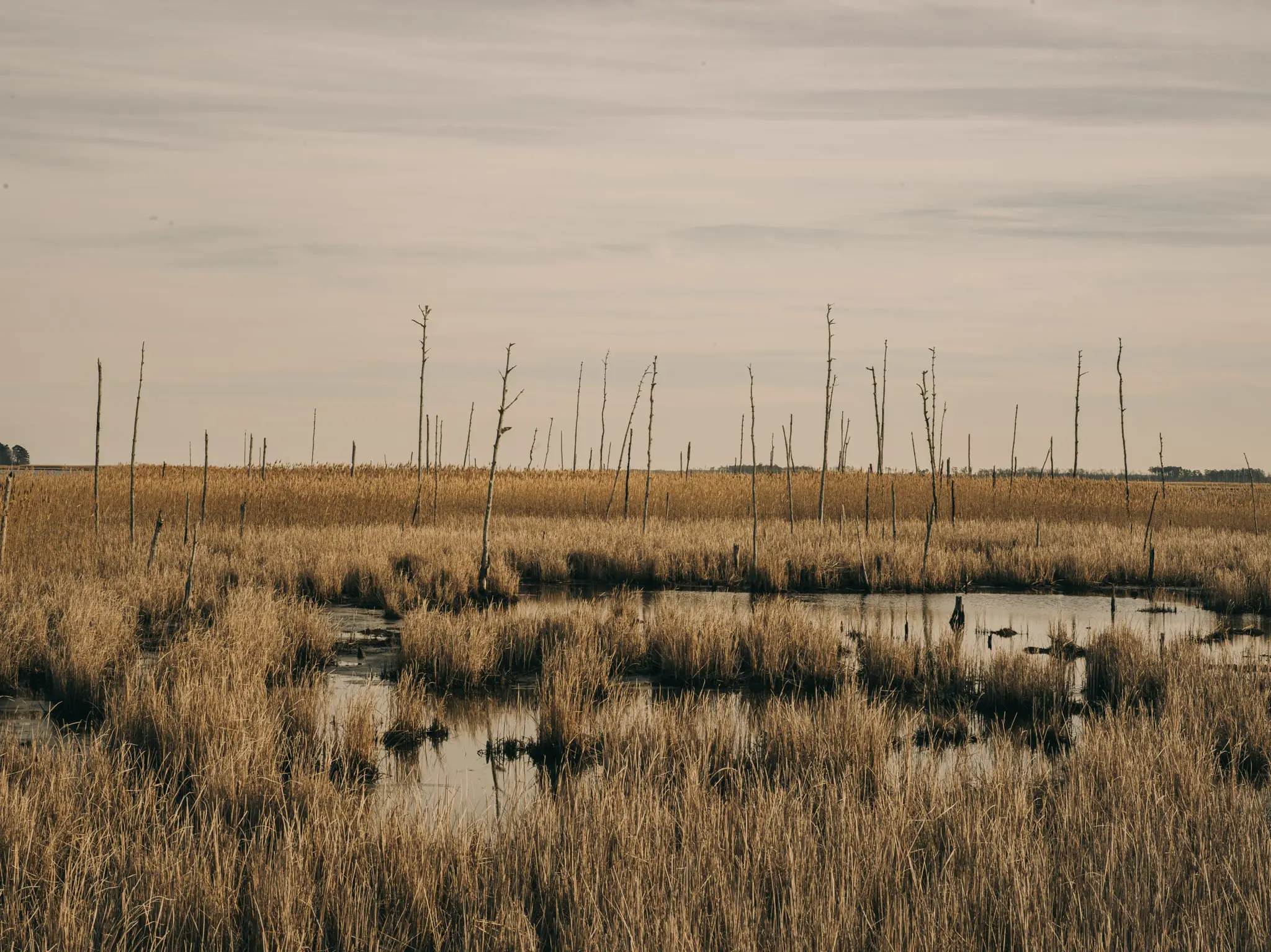 The marsh in Blackwater is slowly being washed away and the area is showing more open water.