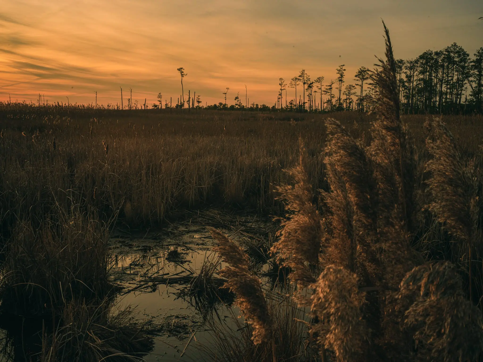 Growing marsh in Blackwater NWR with ghost forests surrounding it.
