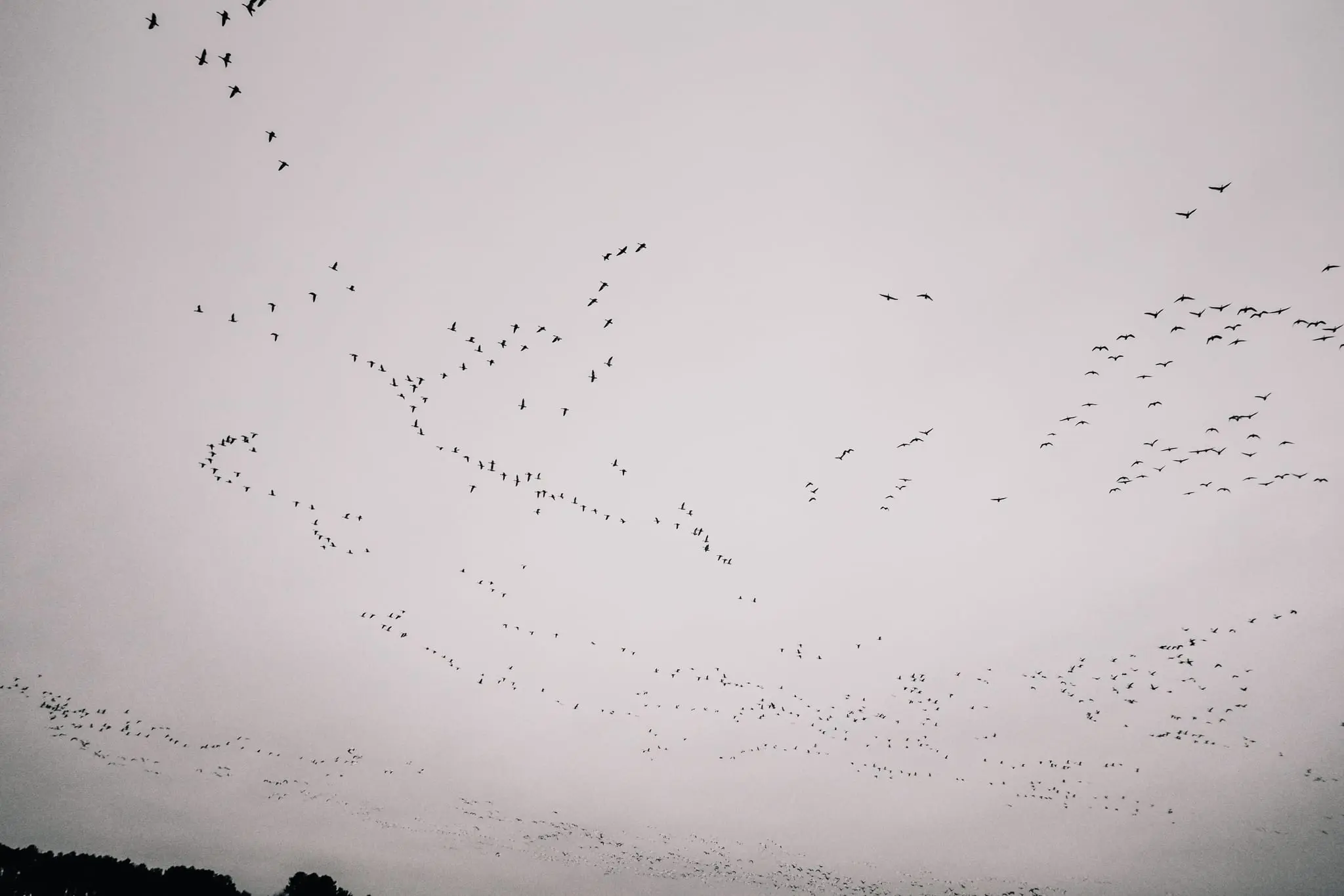Migrating waterfowl pass over Dorchester County during winter.