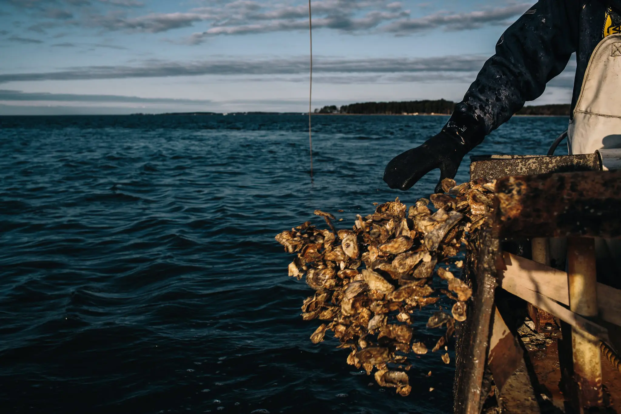 Floyd Chance Jr. discards oysters into the Chesapeake Bay.