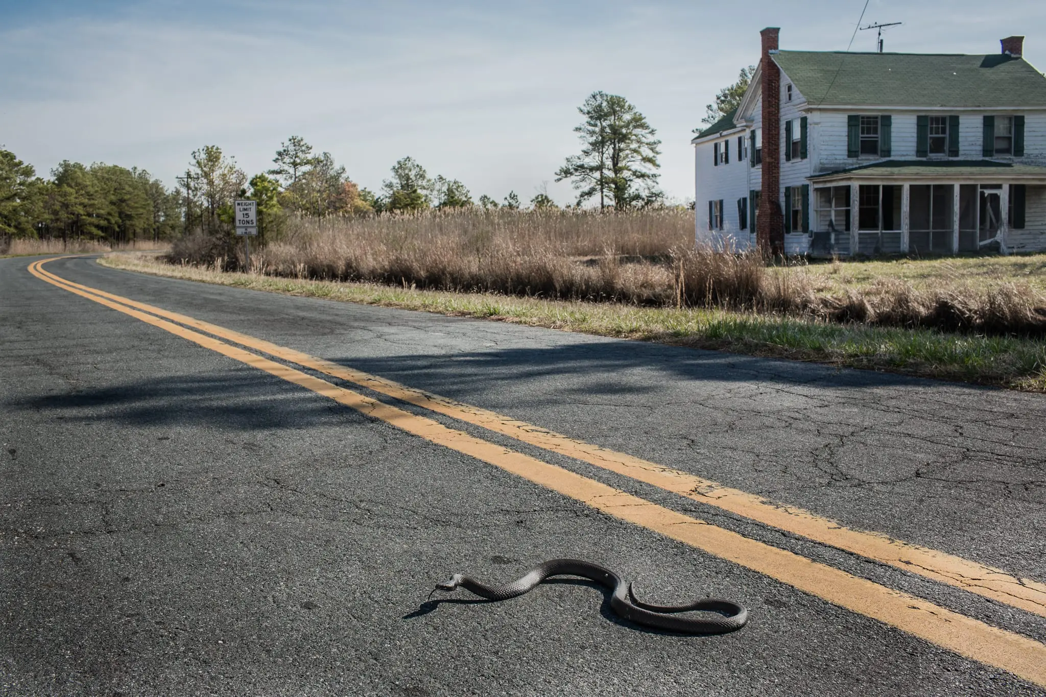 A black rat snake slithers across Maple Dam Road in Church Creek, Md.