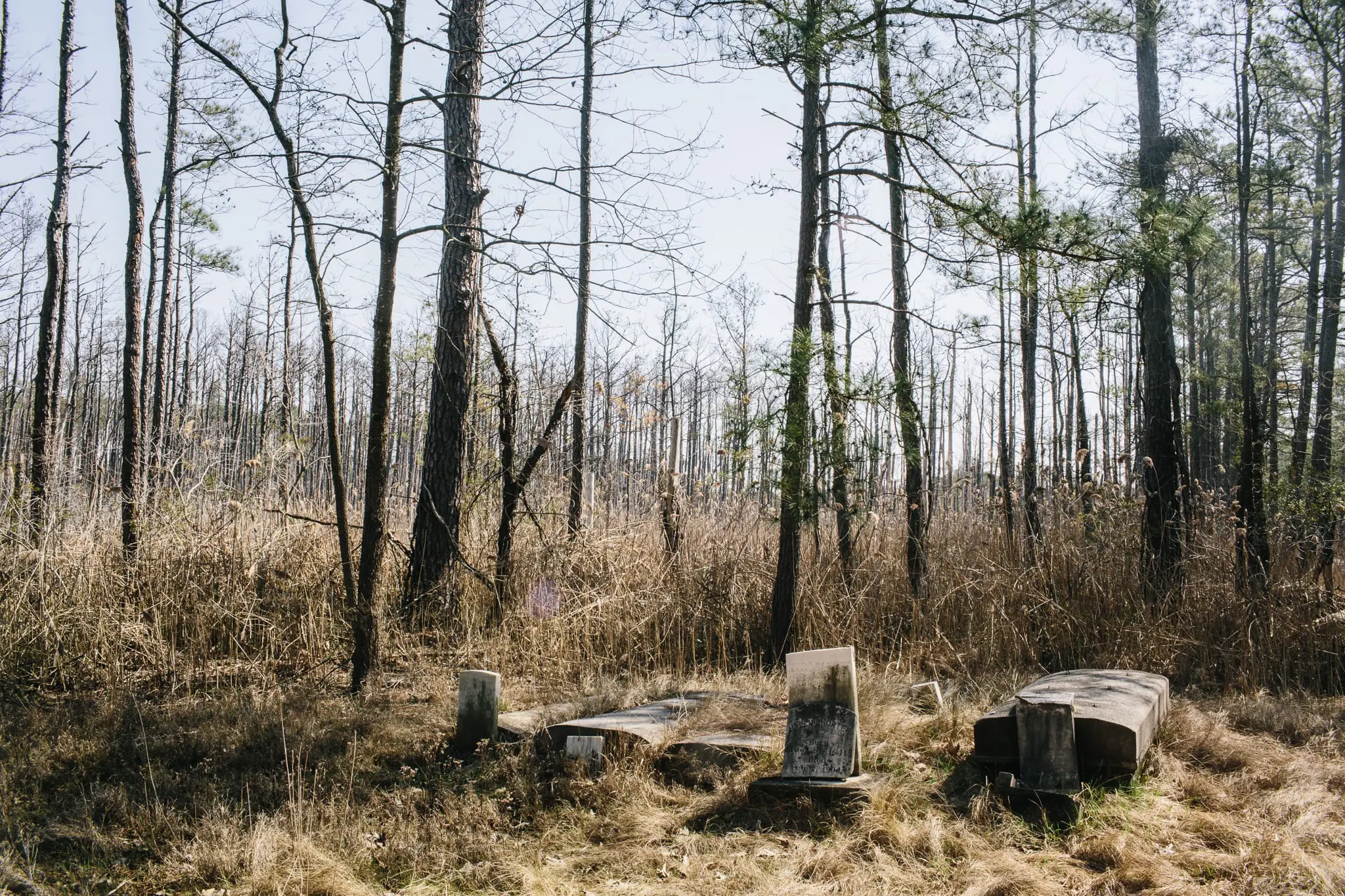 An old graveyard surrounded by dead trees and marshland.