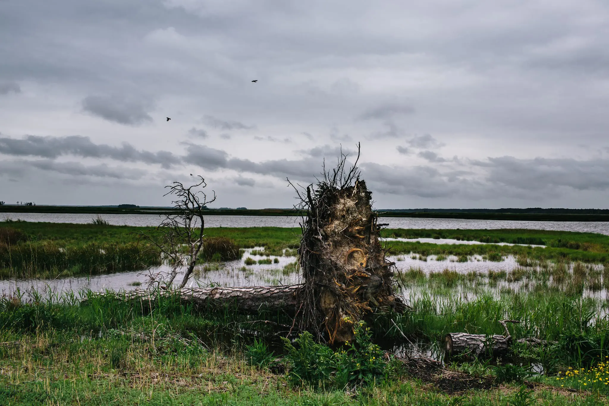 A toppled tree in the marsh at Blackwater NWR.