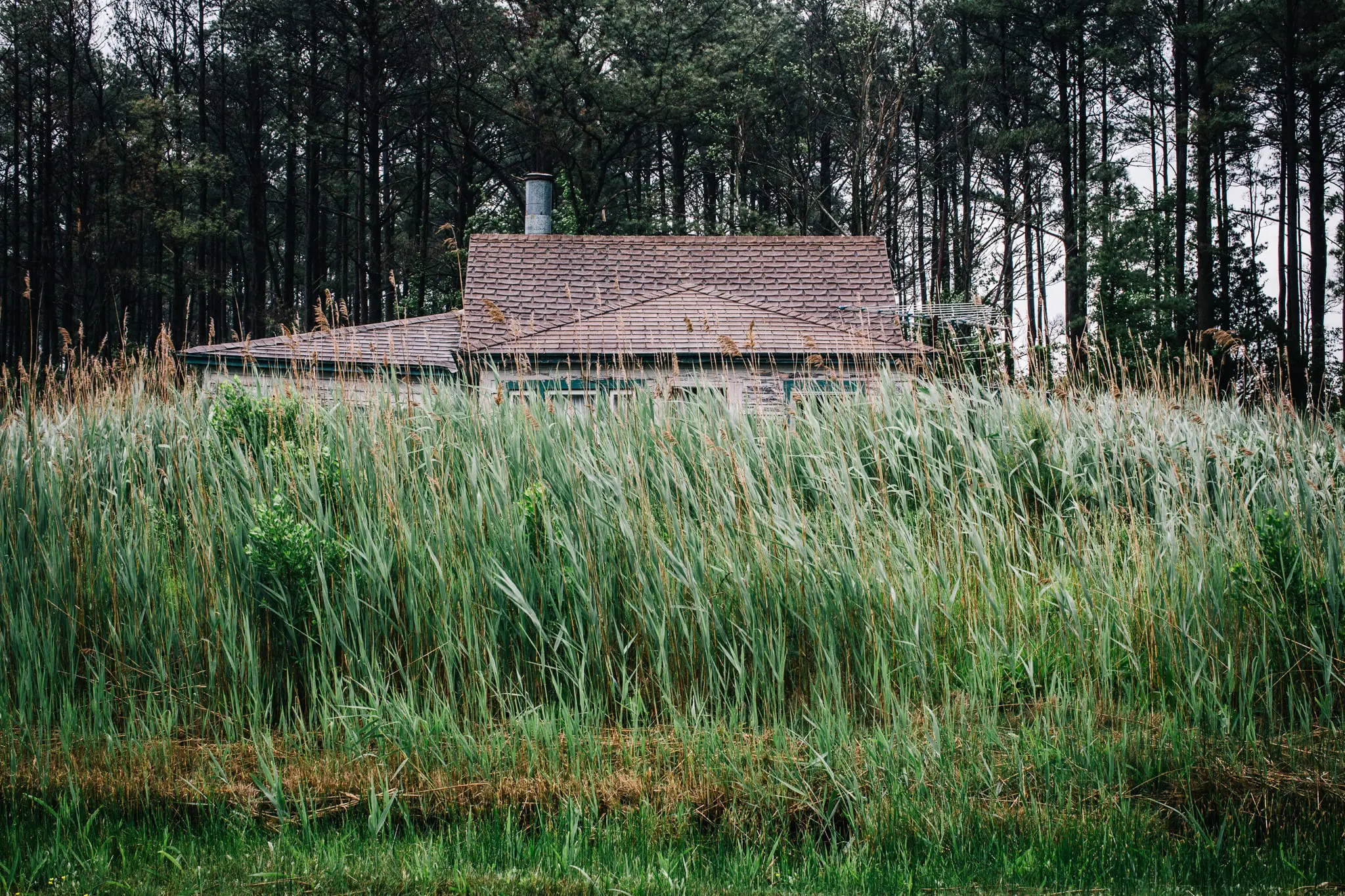 Invasive phragmite reeds advance upon a house in Church Creek.