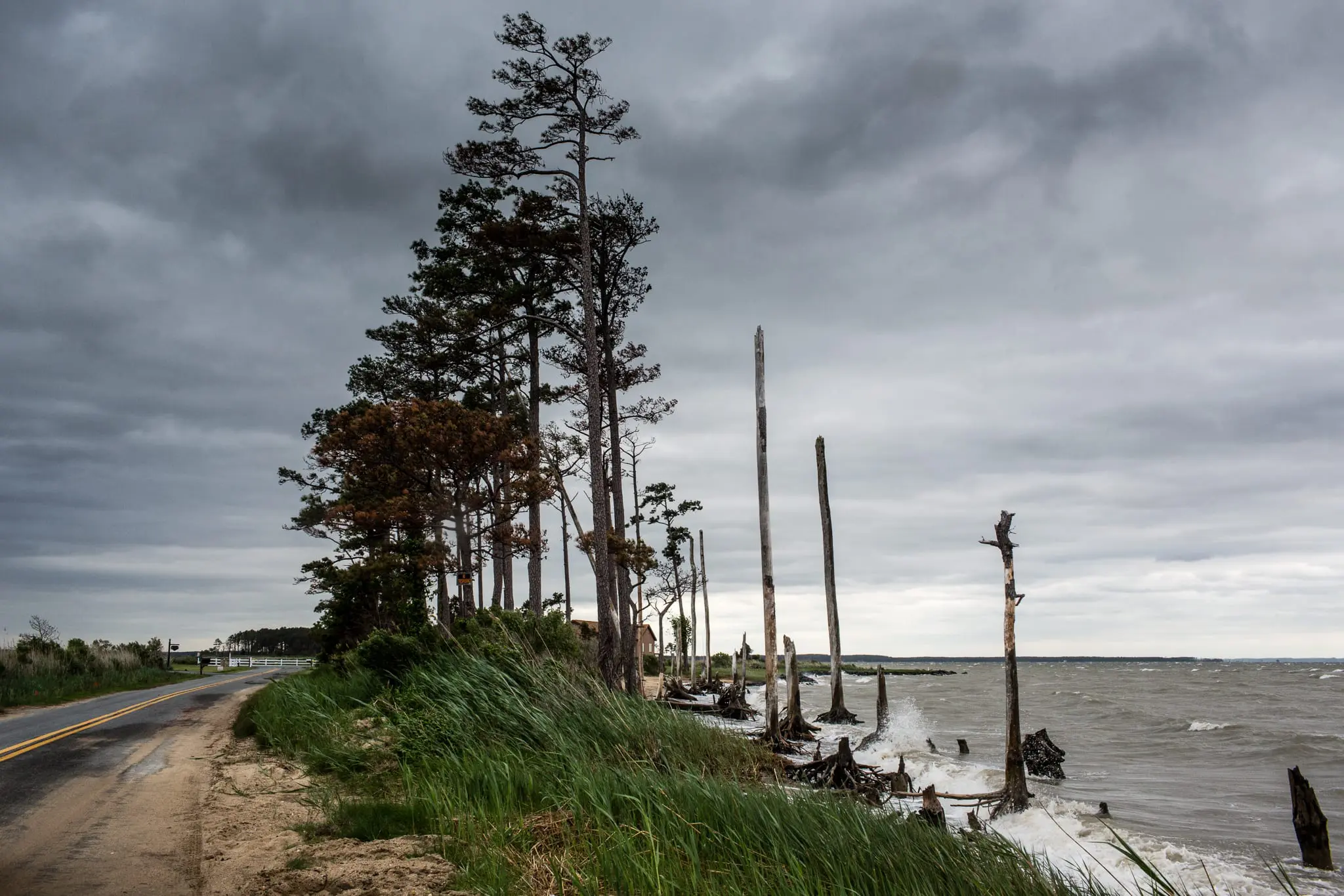 Trees bear the brunt of high tide along Ragged Point Road.