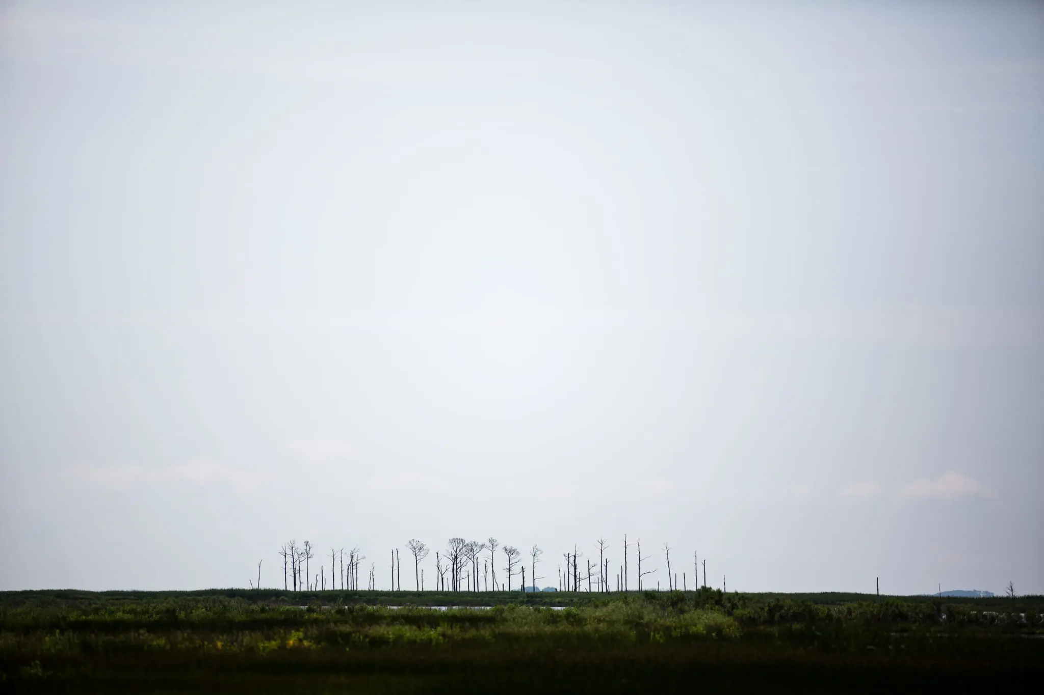 A patch of dead trees poke out of the marsh like finger bones.