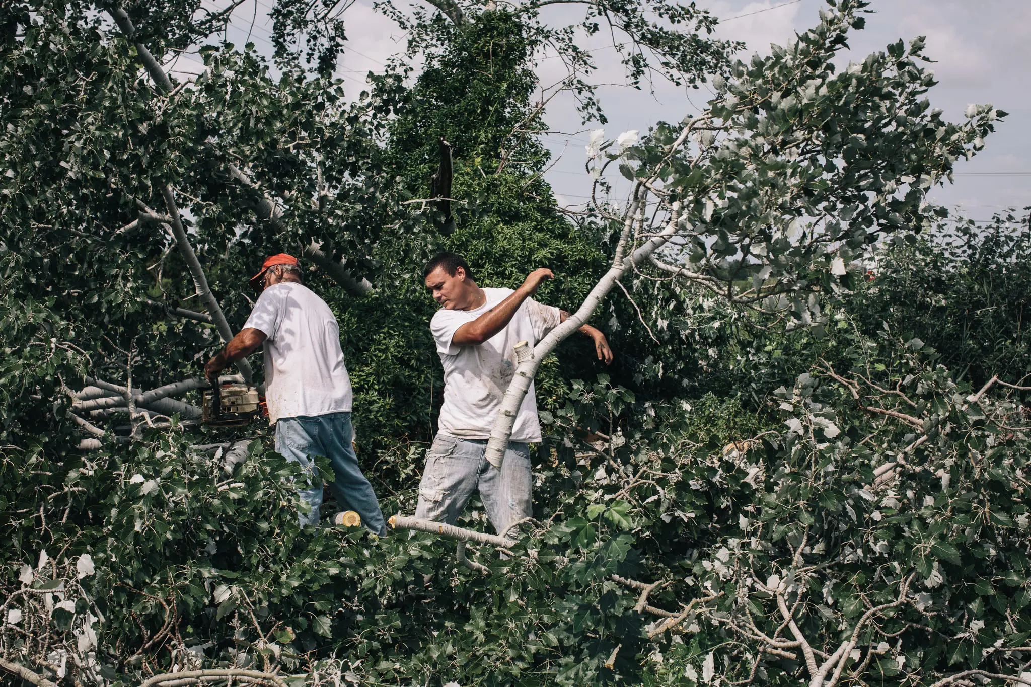 Bruce Strobel clears a fallen tree after a summer thunderstorm.