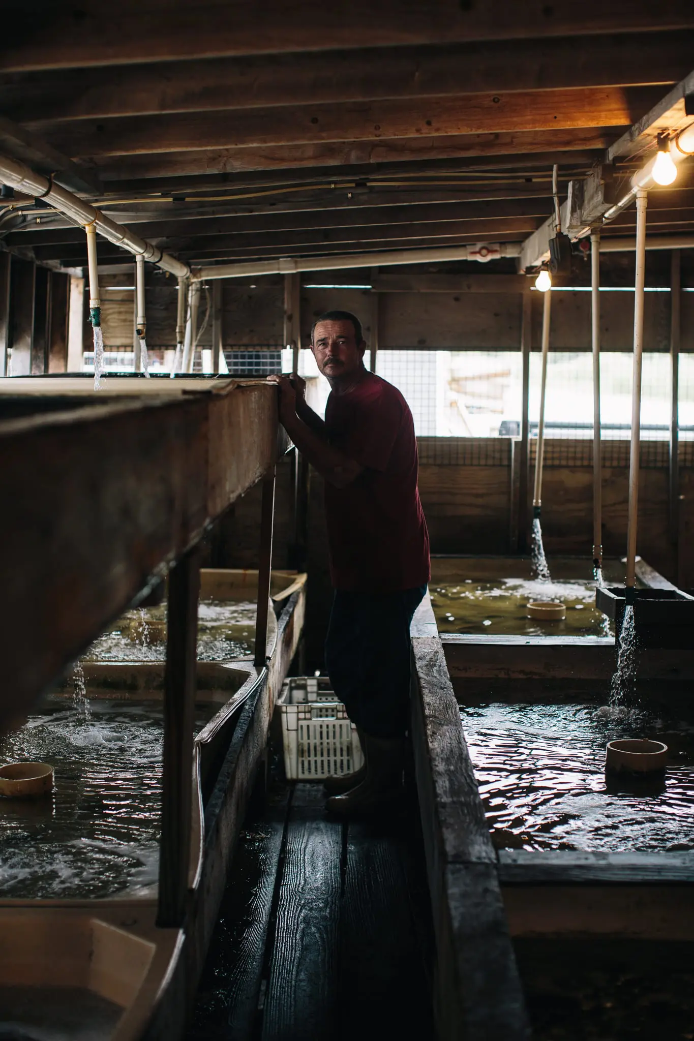 Tony Sterling, 57, a waterman, checks on his crabs.