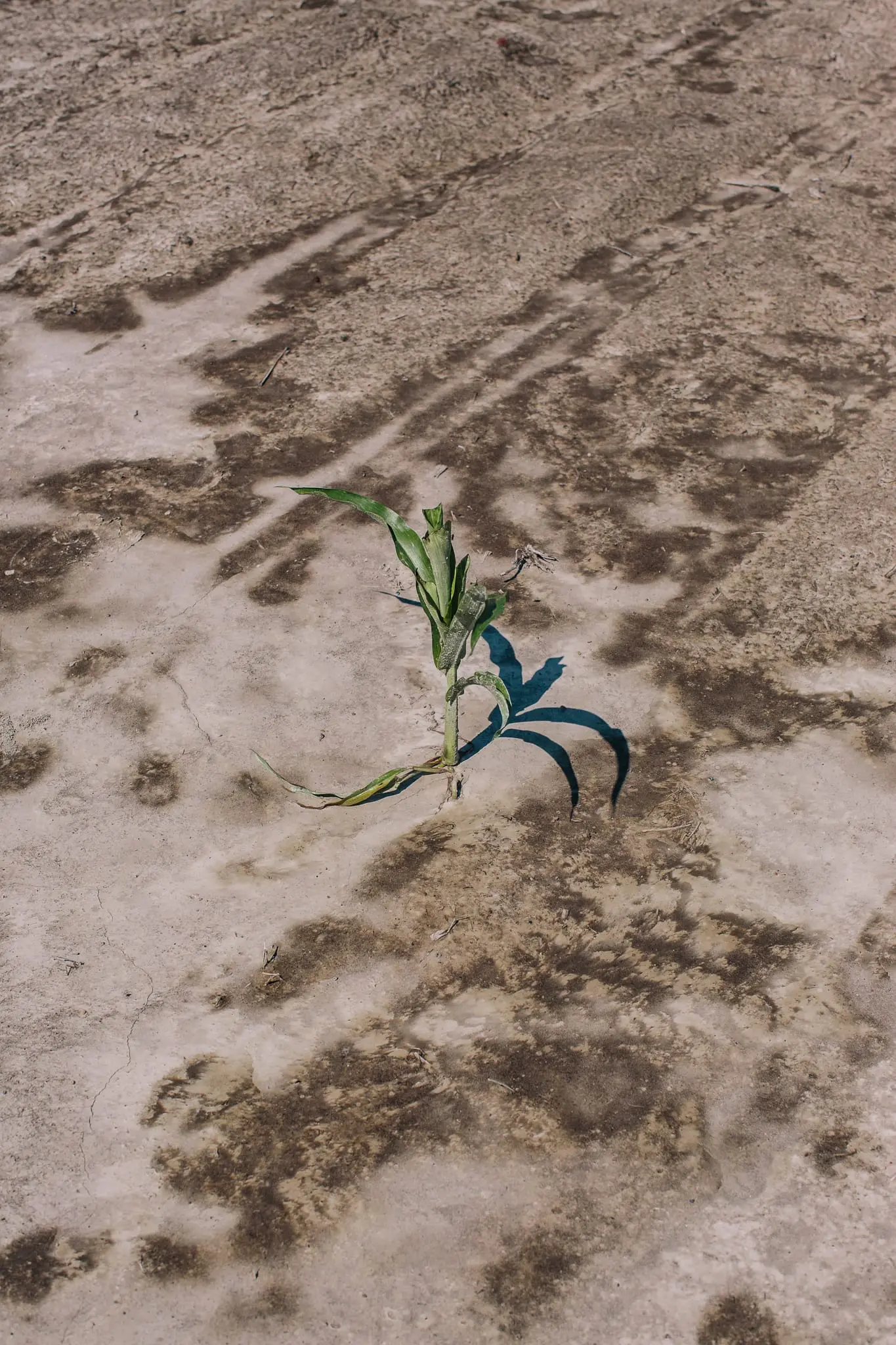 Dying Sorghum in a field destroyed by salt water.