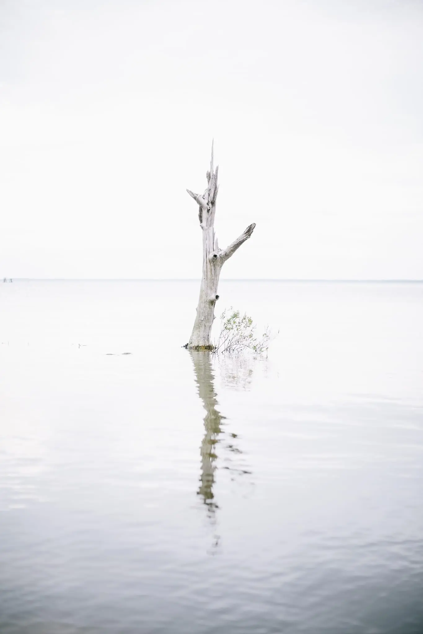 A dead tree inundated with salt water at Kent Narrows.
