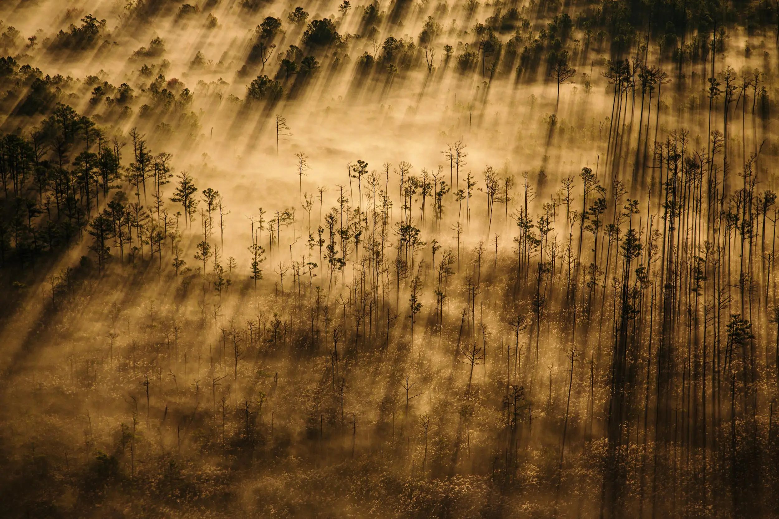 Water intrudes on the marsh of Blackwater NWR, killing trees and drowning the land.