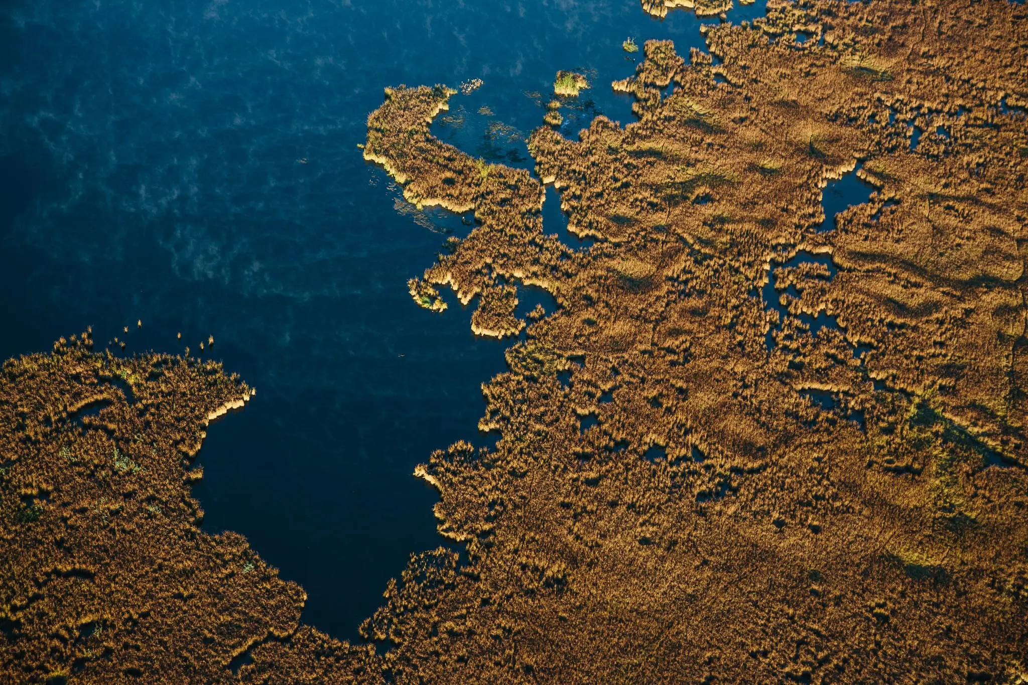 Water from the Chesapeake Bay inches further inland in the Blackwater NWR.