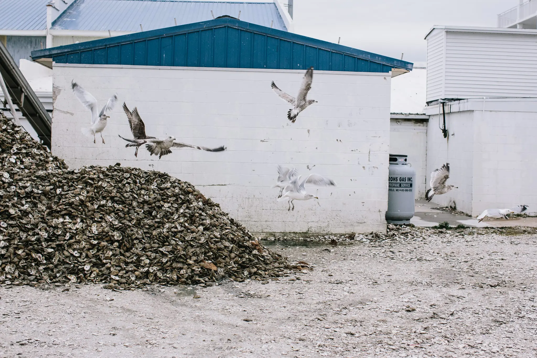 Seagulls pick through oyster shells at Metompkins Seafood.