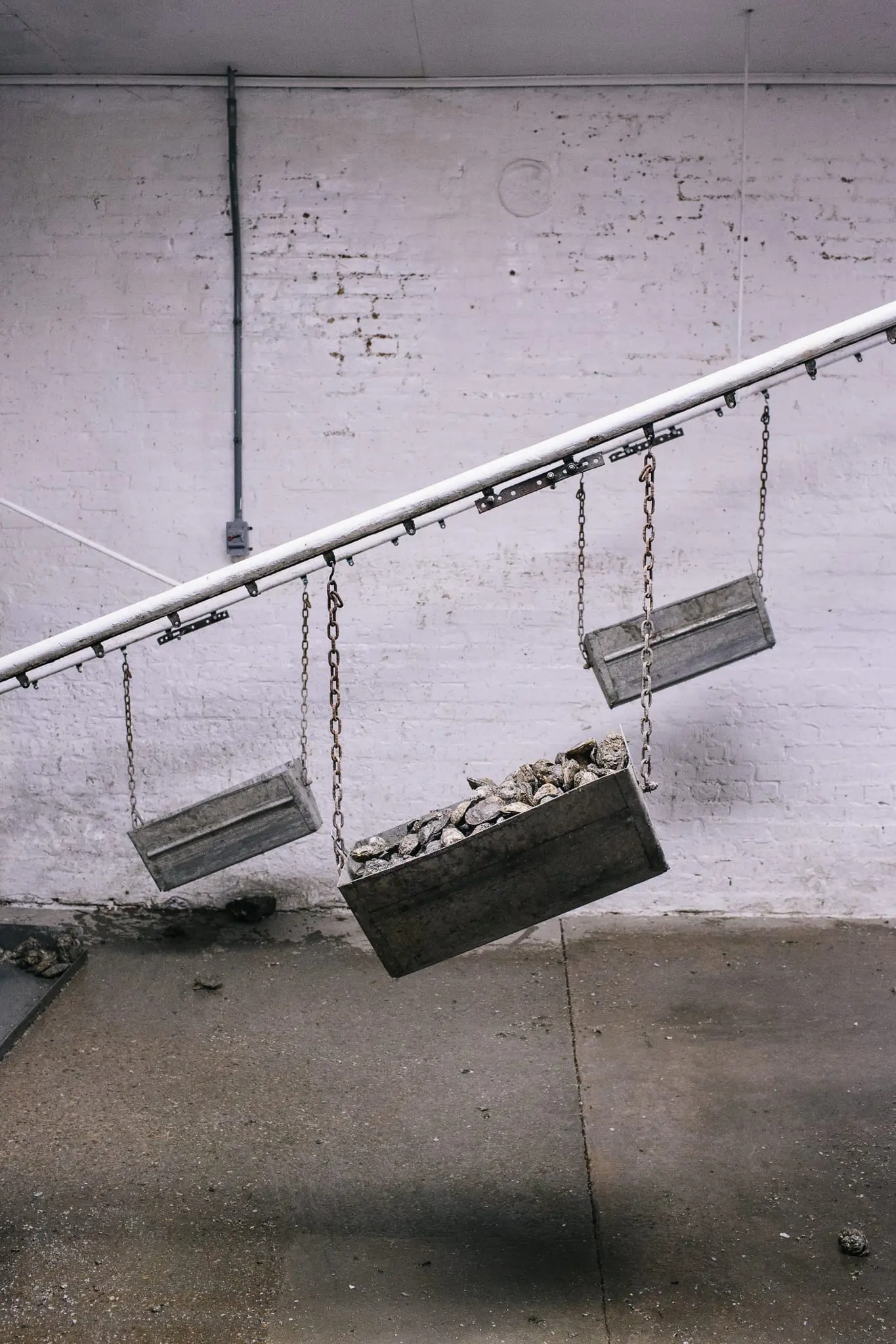Conveyor belts full of oysters are delivered to workers.