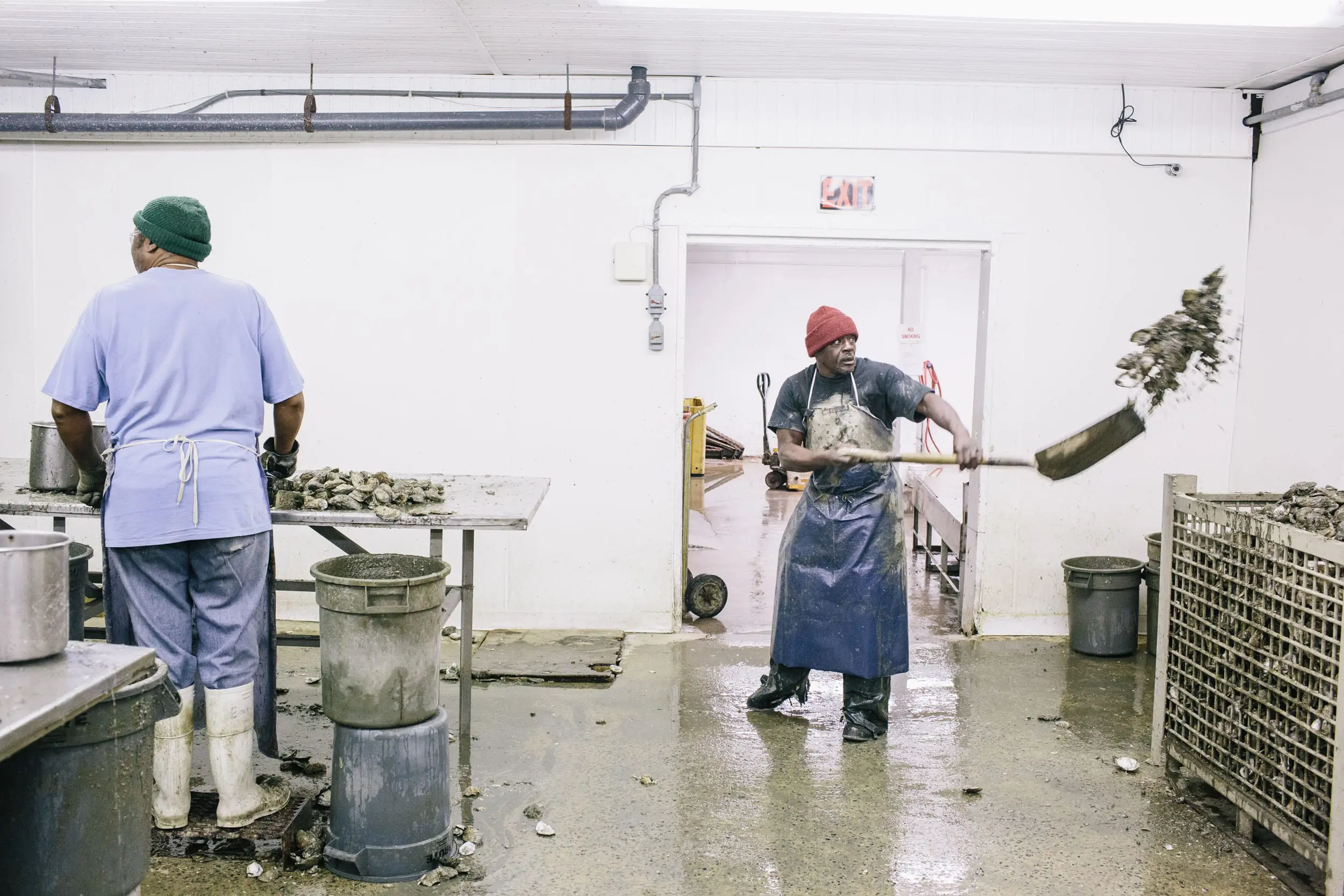 Men shuck oysters at a seafood packing house.