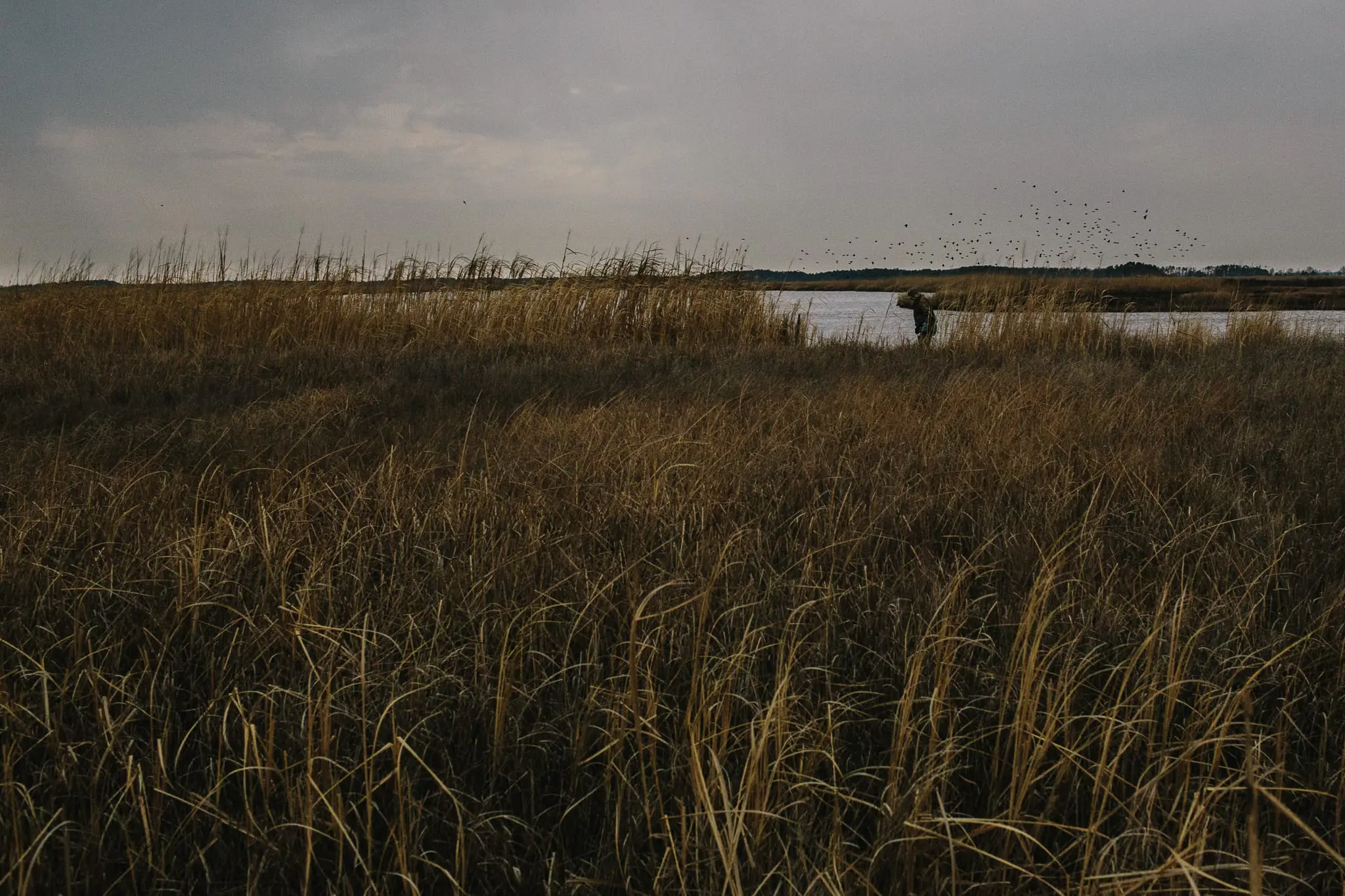 Phil Jackson sets traps in Blackwater NWR.
