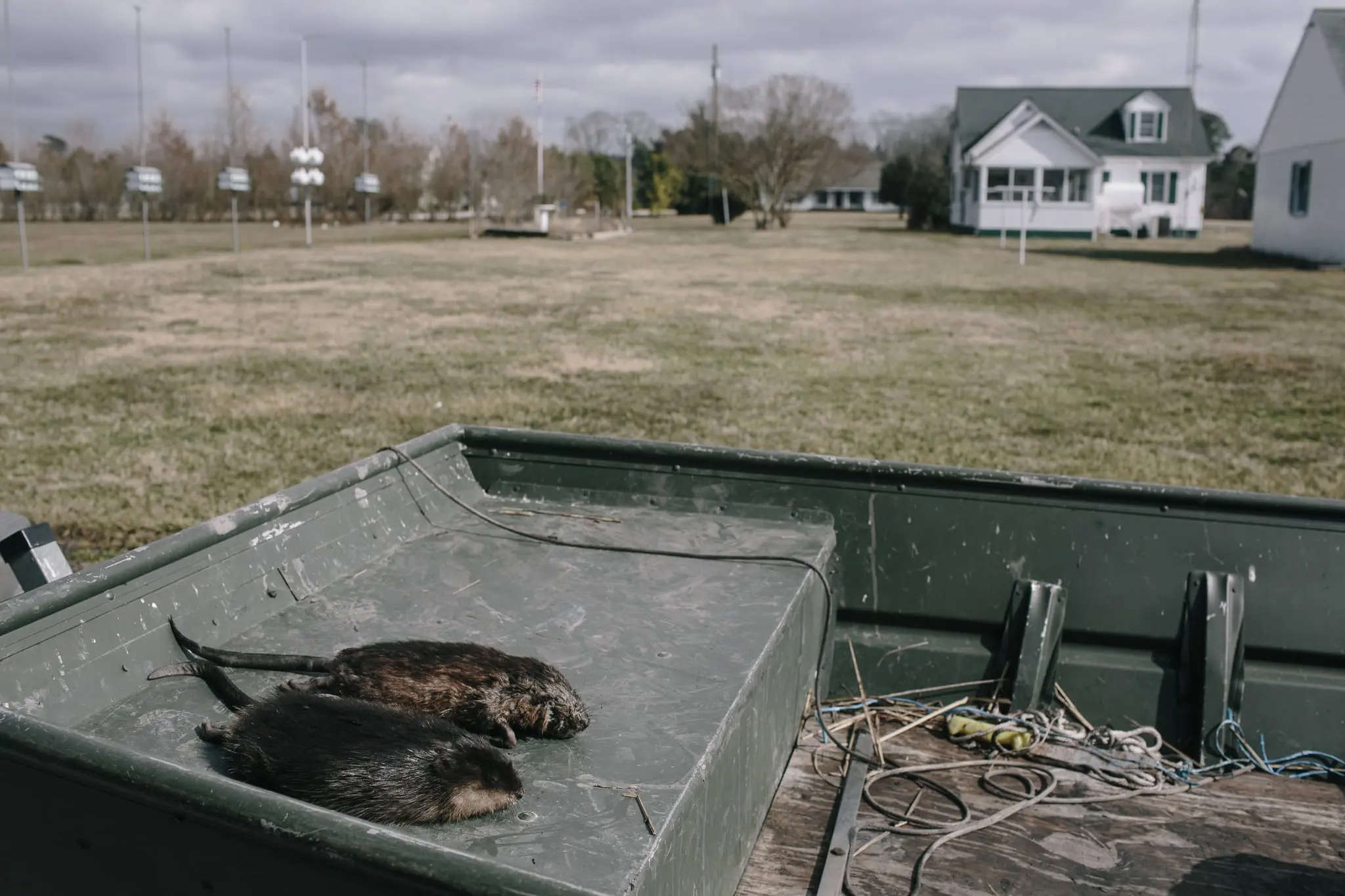Two dead muskrats sit in the hull of a boat before being stripped of their fur.