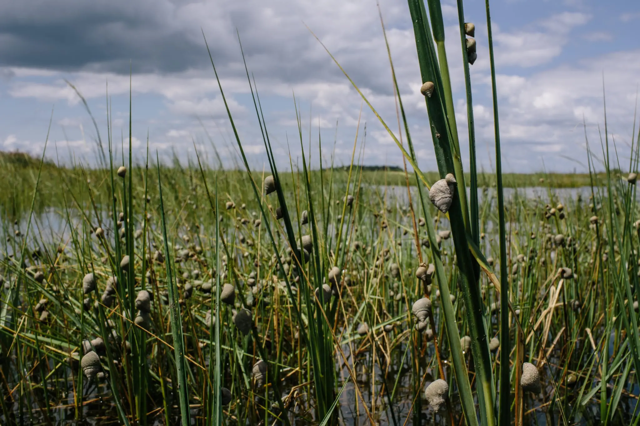 Snails climb marsh grass during higher than normal tides.