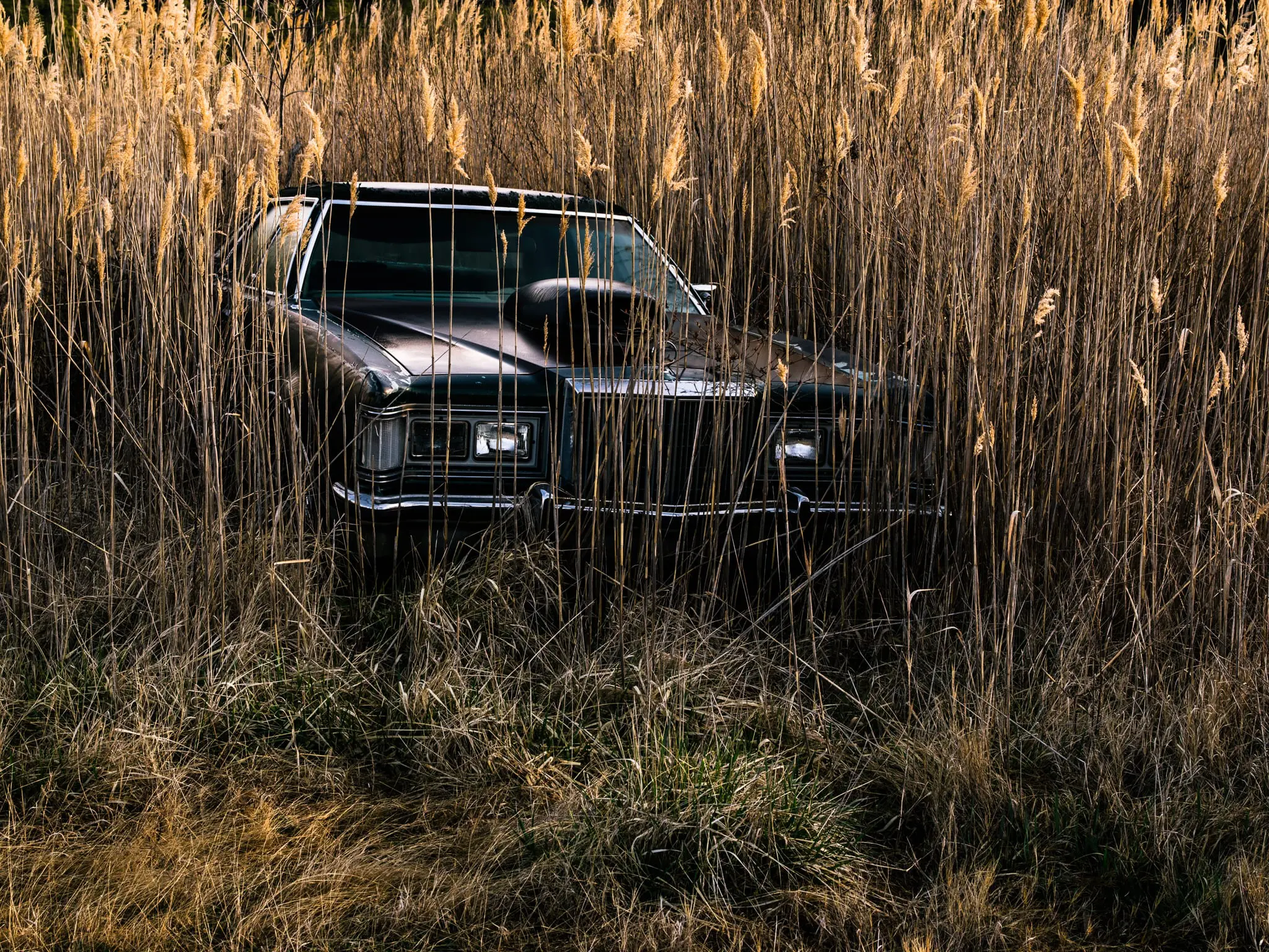An abandoned car is enveloped by phragmites near Deal Island.