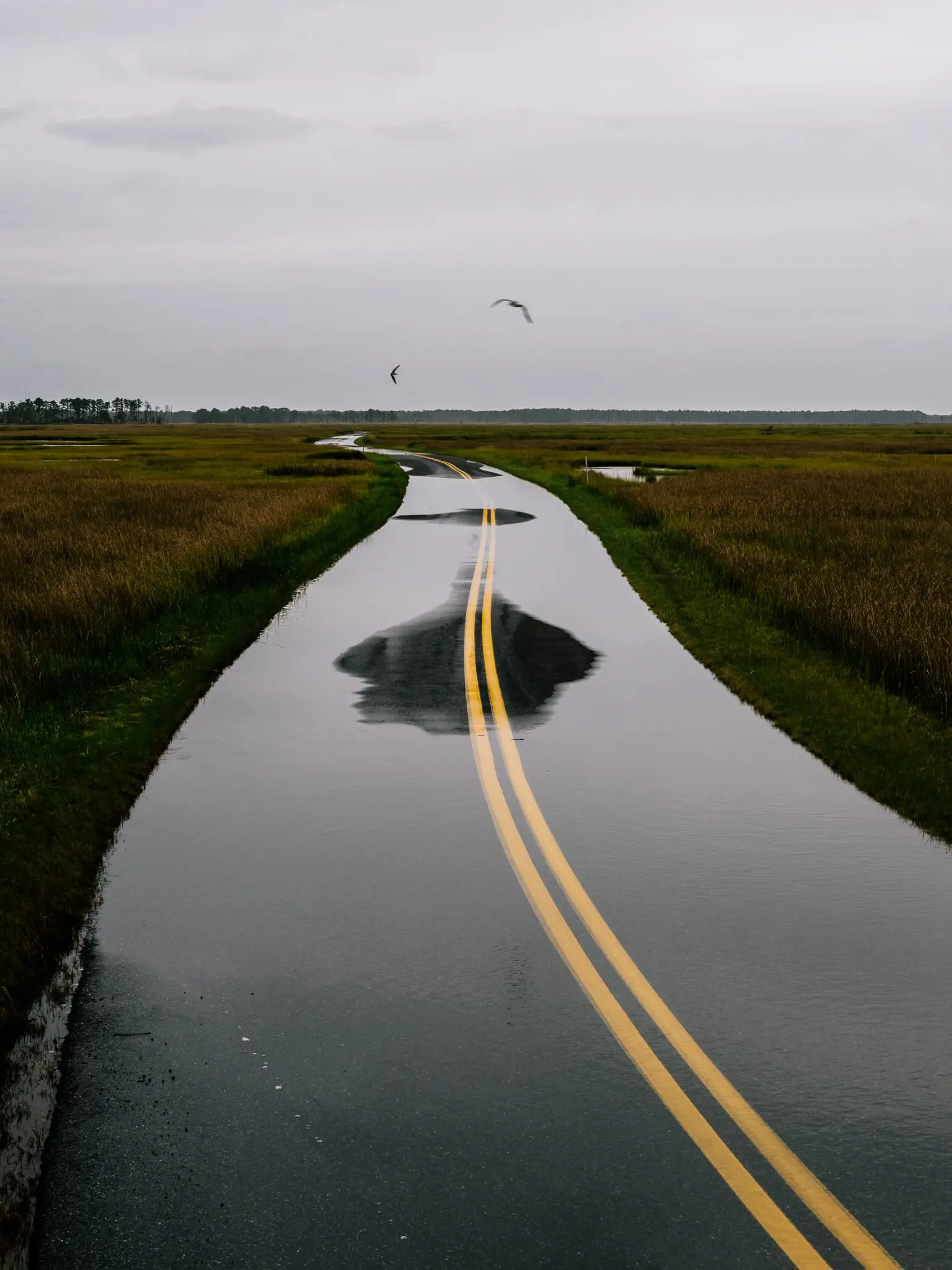 A road cutting through Blackwater NWR is flooded.
